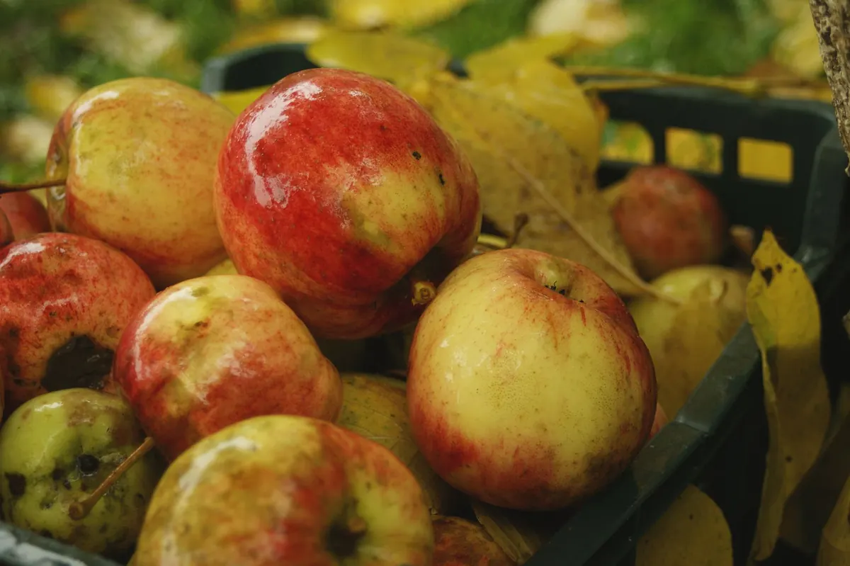 Autumn Orchard Care Checklist: 10 Jobs for UK Fruit Trees