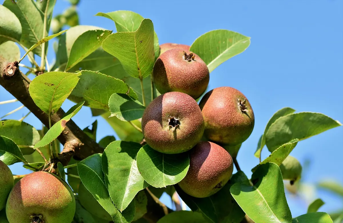Disease-Resistant Apple Varieties for UK Orchards