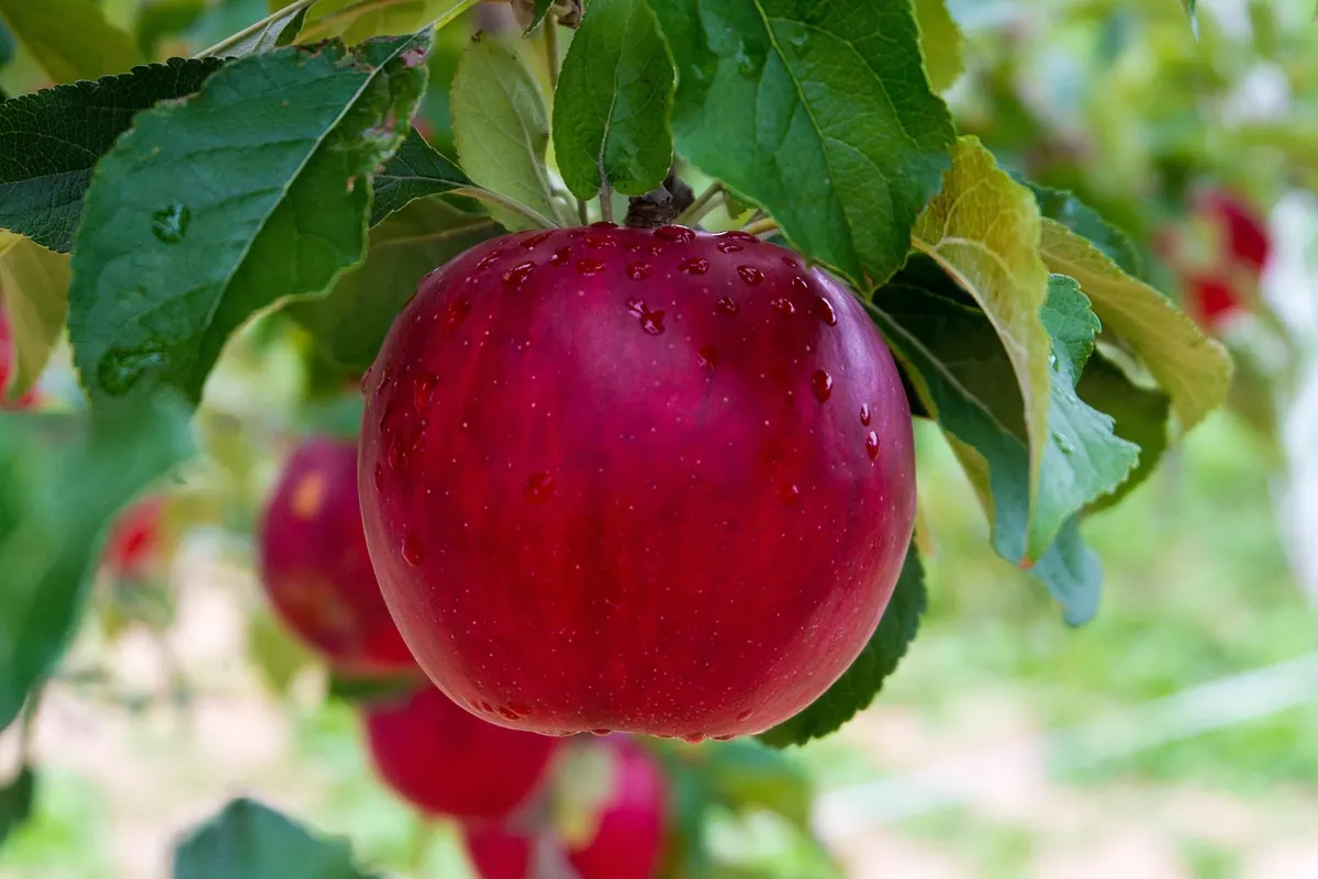 How to Tell When Apples Are Ripe: A UK Harvesting Guide