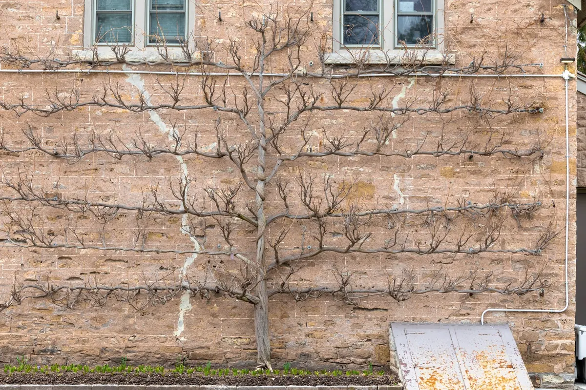 Winter Pruning Guide for Apple and Pear Trees in the UK